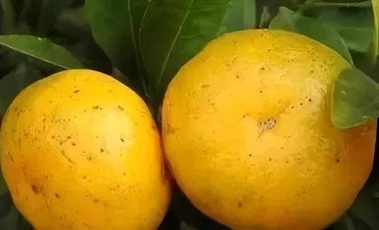 柑橘转色期退糖了怎么办,柑橘转色期间果子软