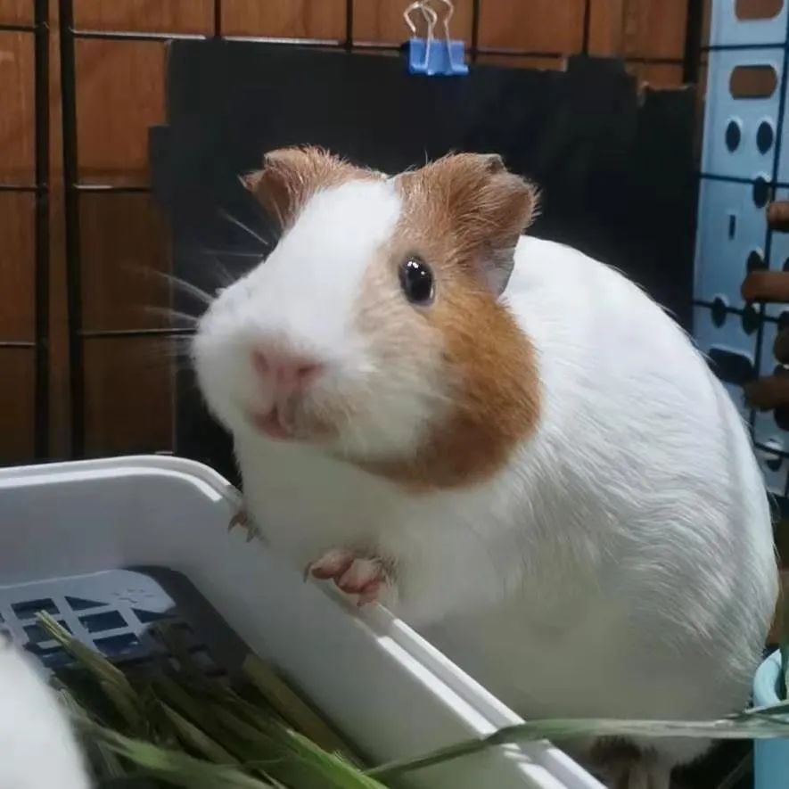 宠物兔荷兰猪得了肠炎怎么办?第397期