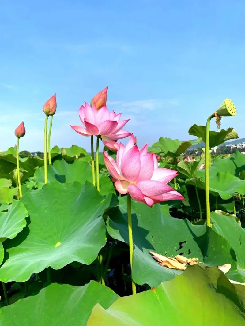 云南西双版纳花海美景,云南西双版纳景色如画