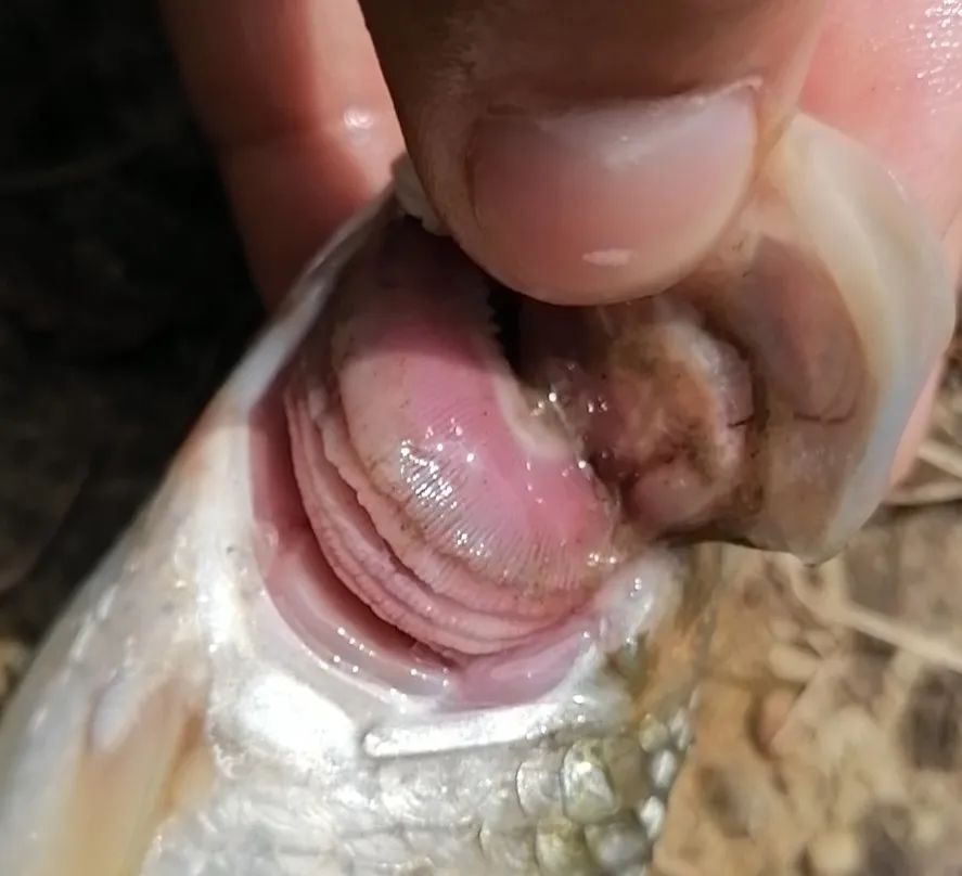 细菌性败血症鱼怎么治,淡水鱼败血症治疗