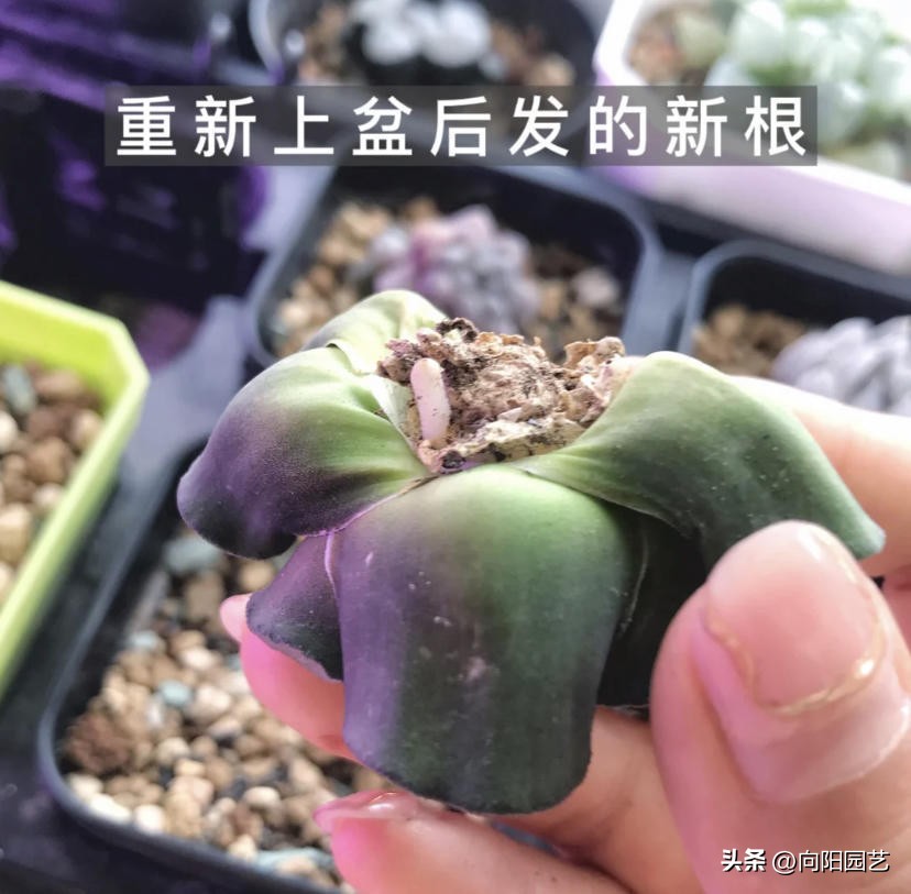 水养玉露生根,玉露不浇水能生根吗