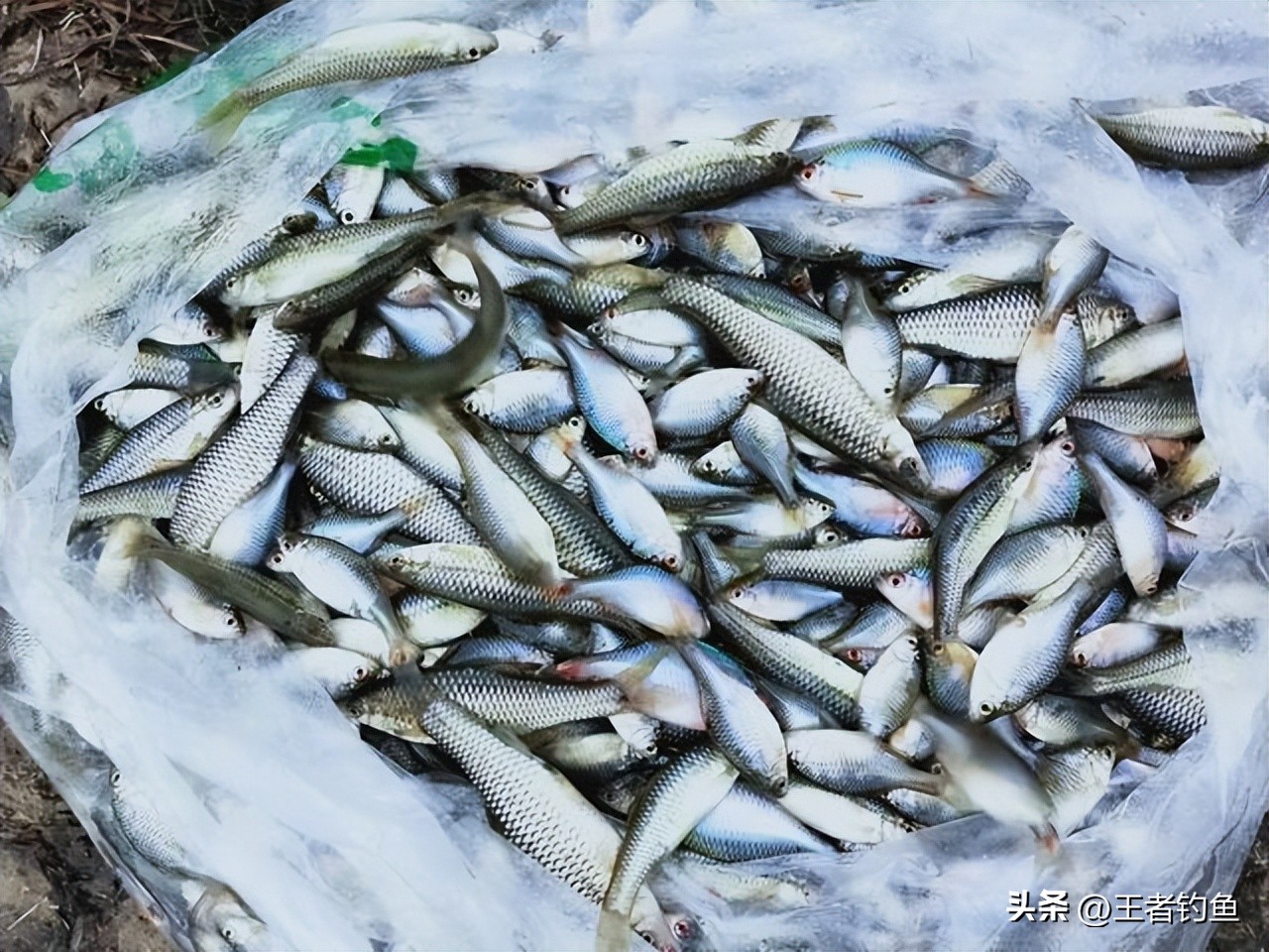 鳑鲏几月最好钓,鳑鲏什么季节好钓