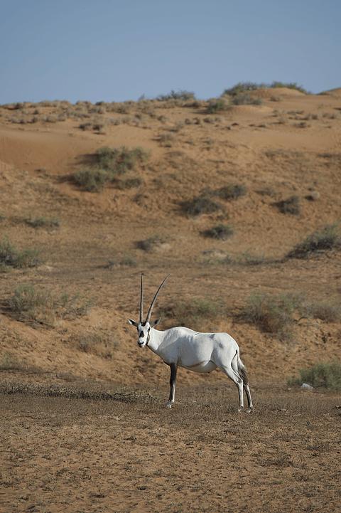 哈伊马角利兹卡尔顿,哈伊马角沙漠丽思卡尔顿酒店