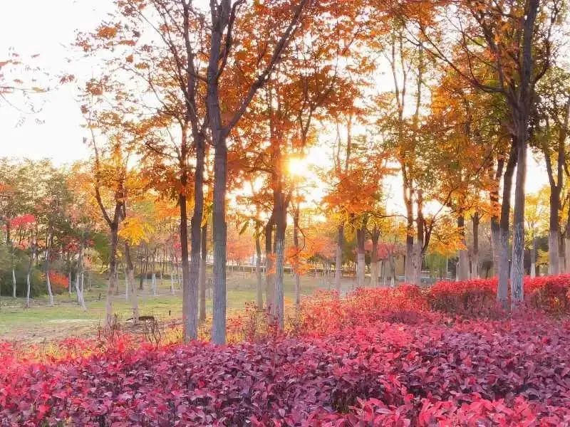 兰州市校园足球联赛高中,新区高级中学足球比赛