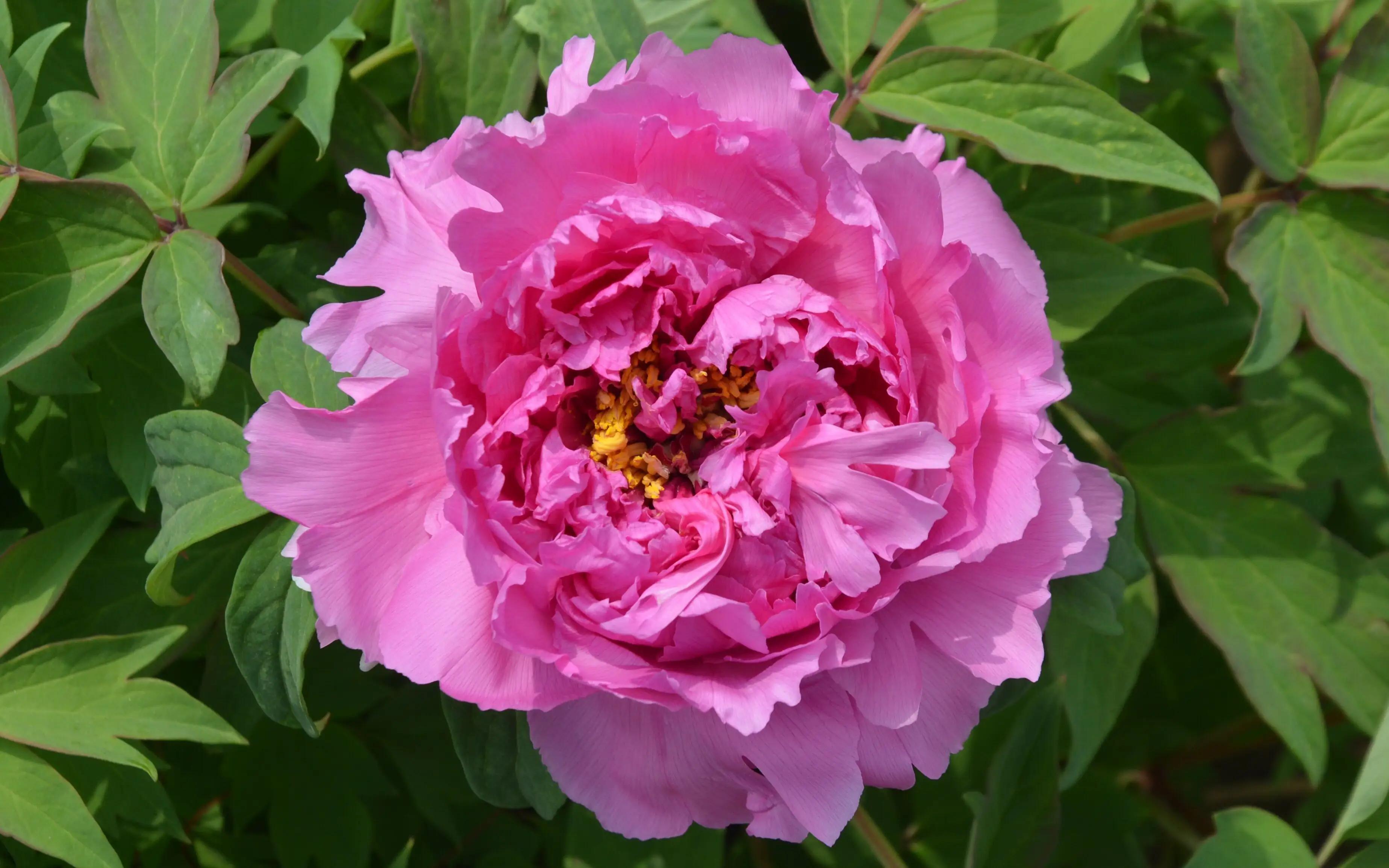 送花各种花代表的意义,给女朋友送花选什么样子的花