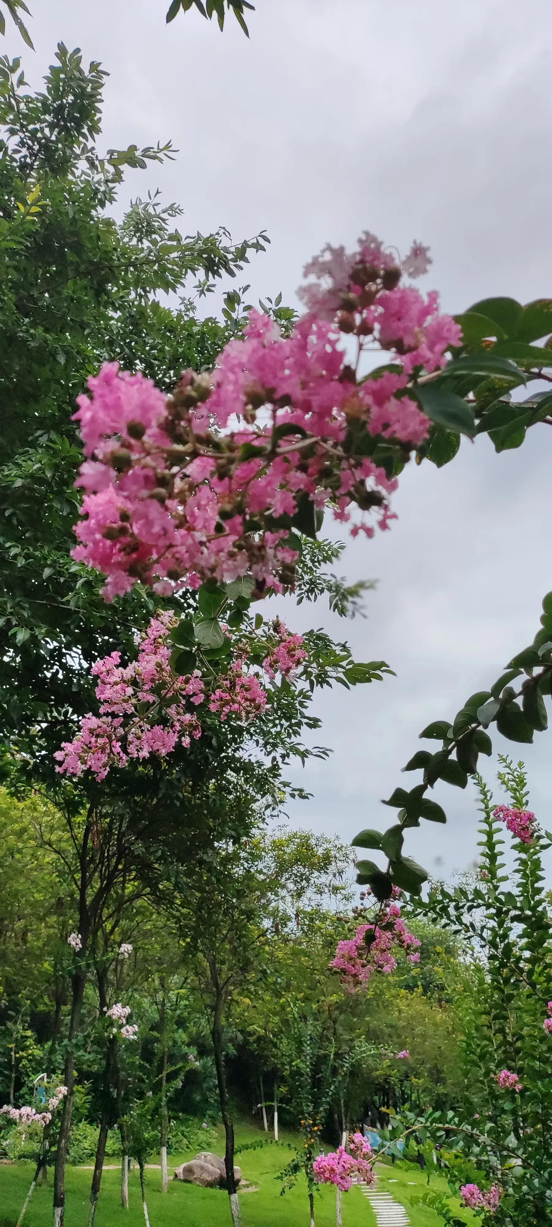 夏天就是浪漫的世界,夏天就是太阳花的世界