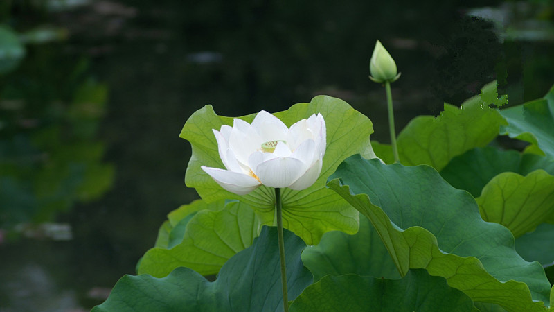 邪性造成的恶果怎么消除,邪与淫的危害你知道吗