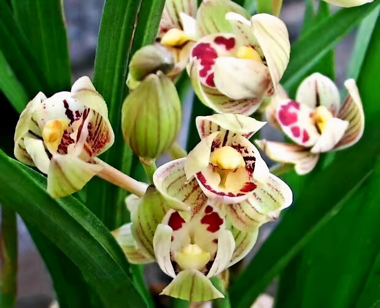 建兰君子兰品种图片大全,建兰素色兰花品种大全集