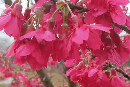 成都周边赏花烧烤一日游推荐免费,成都赏樱花露营