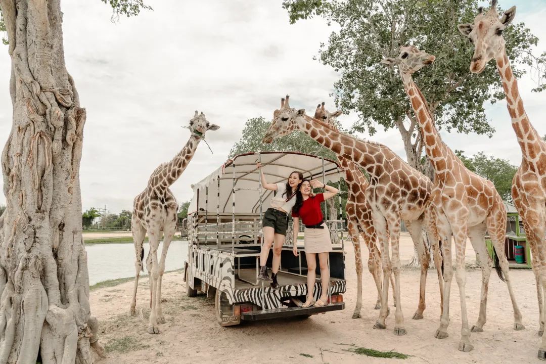 泰国曼谷旅游必去十大景区,泰国野生动物园亲子游