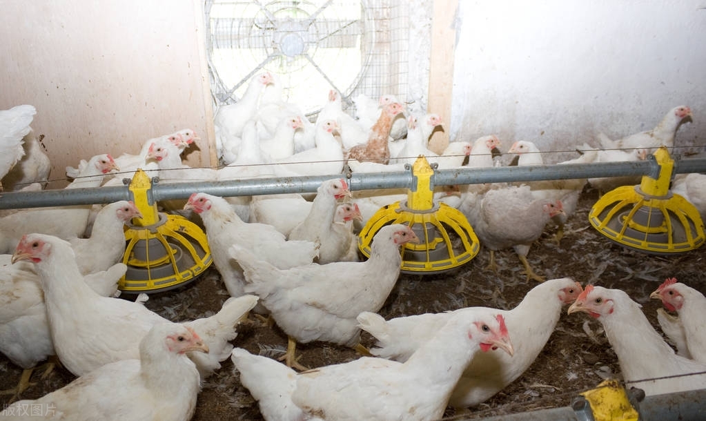 未来10大农村暴利种植,农村最有潜力的4种养殖项目