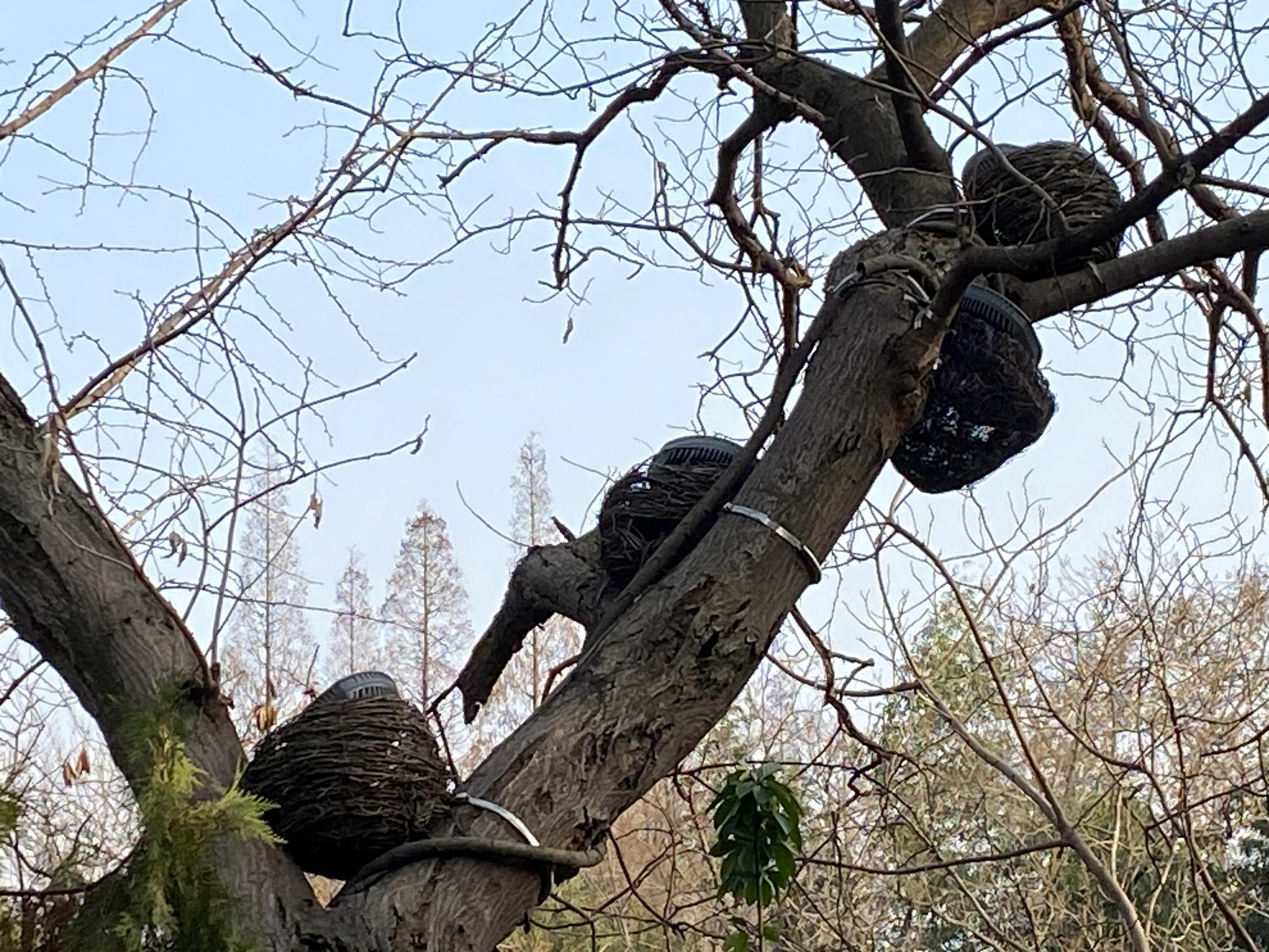 合肥鸟巢位置地图,合肥滨湖的鸟巢图片