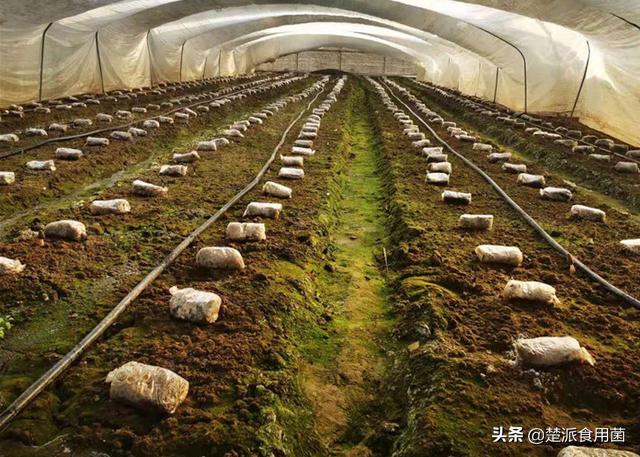 食用菌杂菌怎么防治,食用菌出现虫害的正确防治方法