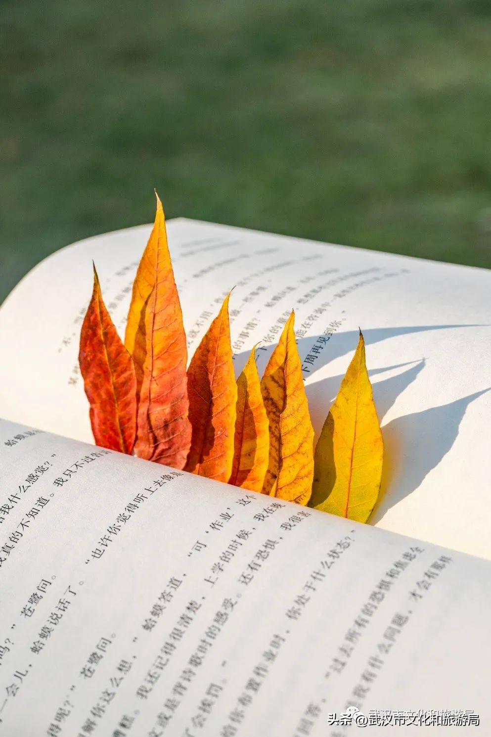 明天出太阳，到东湖捡叶子去！