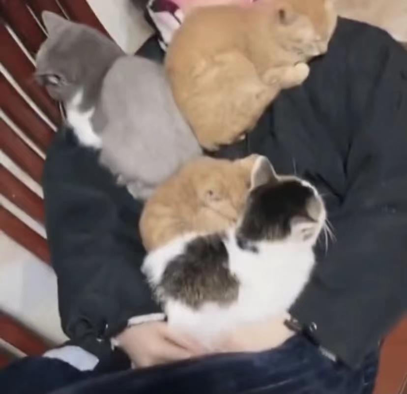 发烧后身上“长出”4只猫，网友笑：主人身上暖气开得足