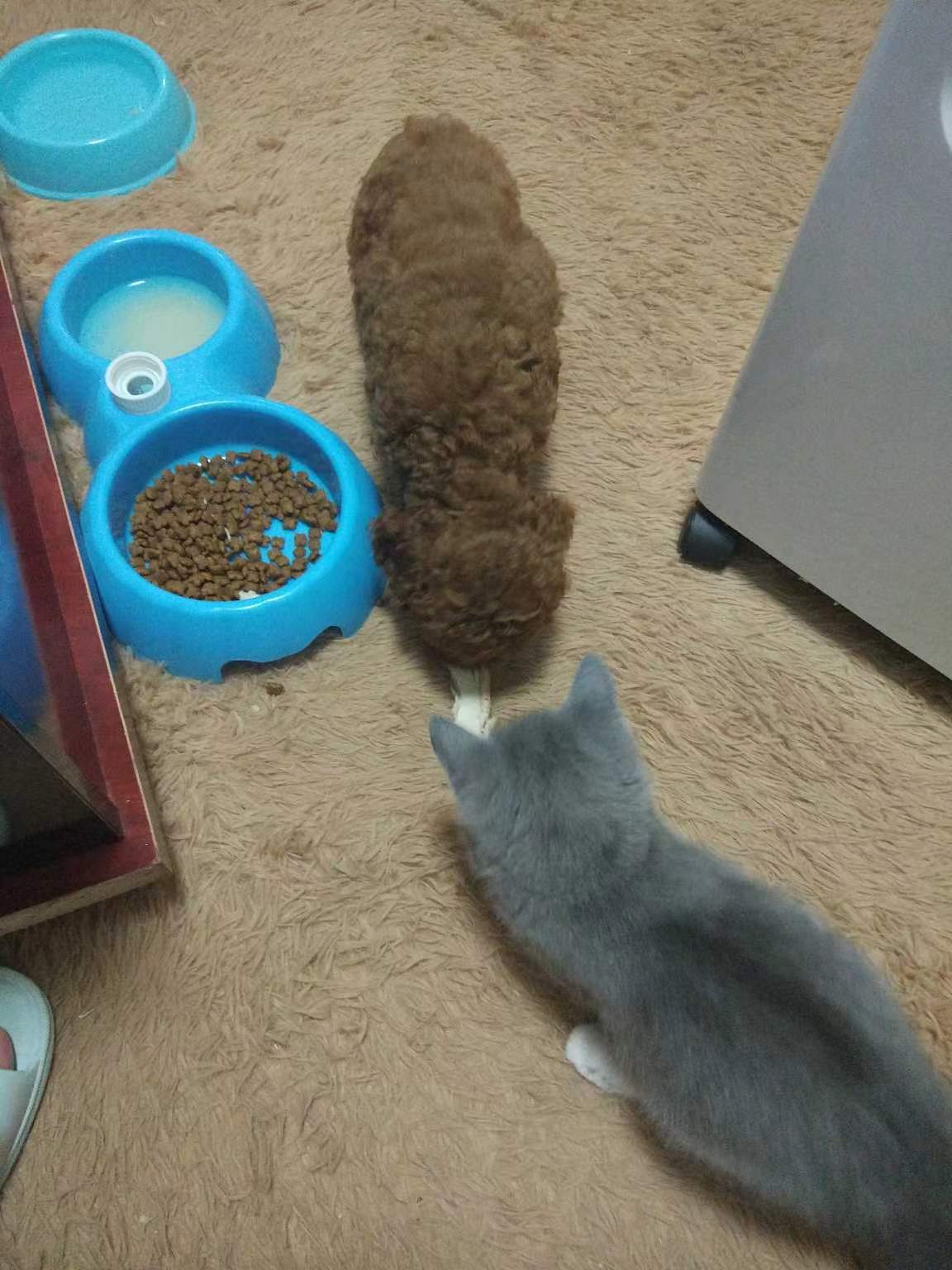 养猫记全集播放,恋猫记2