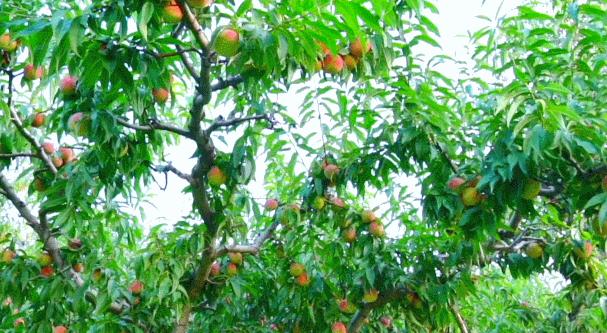 青州原来你是这样一座千年古城,青州原来叫什么名