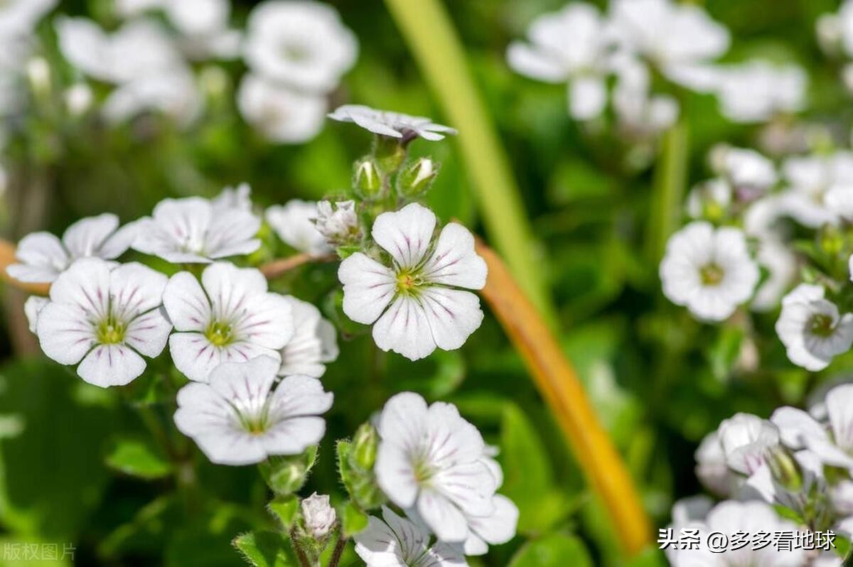 鎺㈣浜氭床鑺遍兘鏄嗘槑鏂楀崡椴滆姳灏忛晣,椴滆姳灏忛晣涔嬫梾