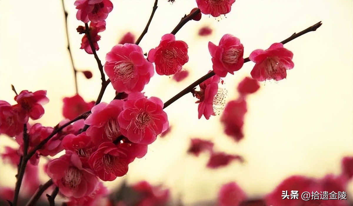 南京红梅花价格,南京的梅花是什么样的