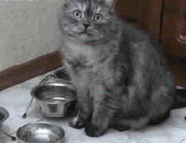 猫吃得好为啥长不胖呢,猫怎么增肥又不会胖