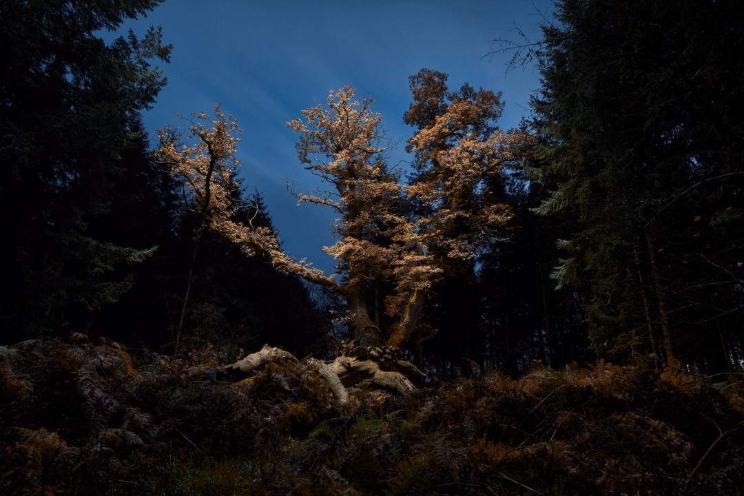 2022索尼摄影大赛征稿,2022索尼世界摄影大赛