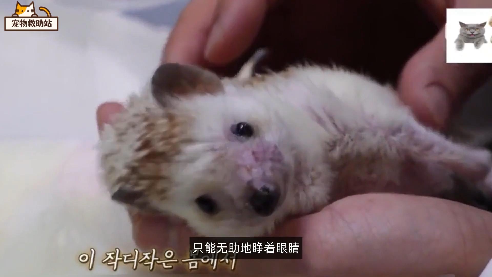 小刺猬生病,小刺猬生病了的视频