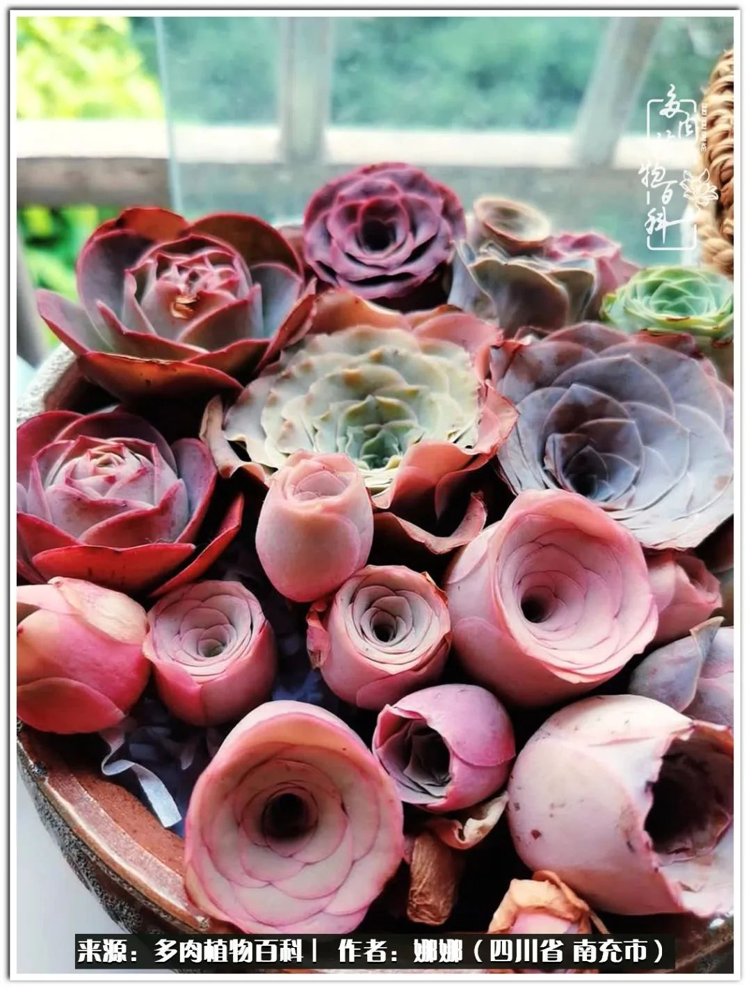 带刺的玫瑰阳台多肉,开花的玫瑰多肉