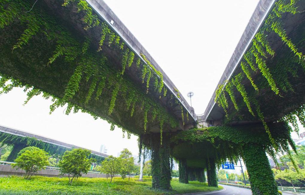 石楠那么难闻为何还要大量栽植,石楠树的味道为什么那么难闻