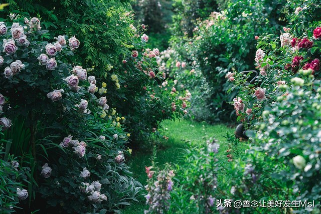 我爱月季花歌曲,我爱月季花300字