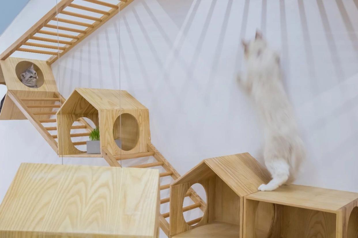 宠物店装修要注意哪些地方,成都宠物店装修