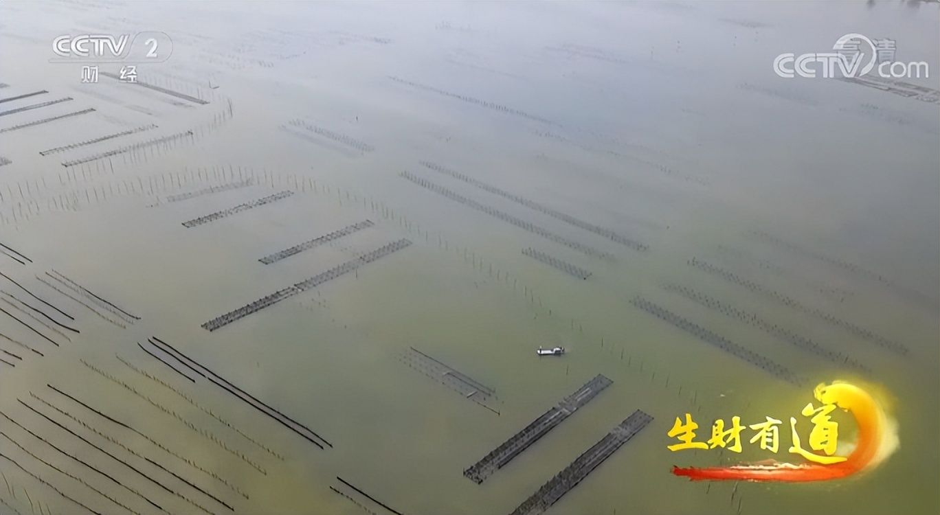 海味鲜，风情浓，不虚湛江行！央视又聚焦港城美食