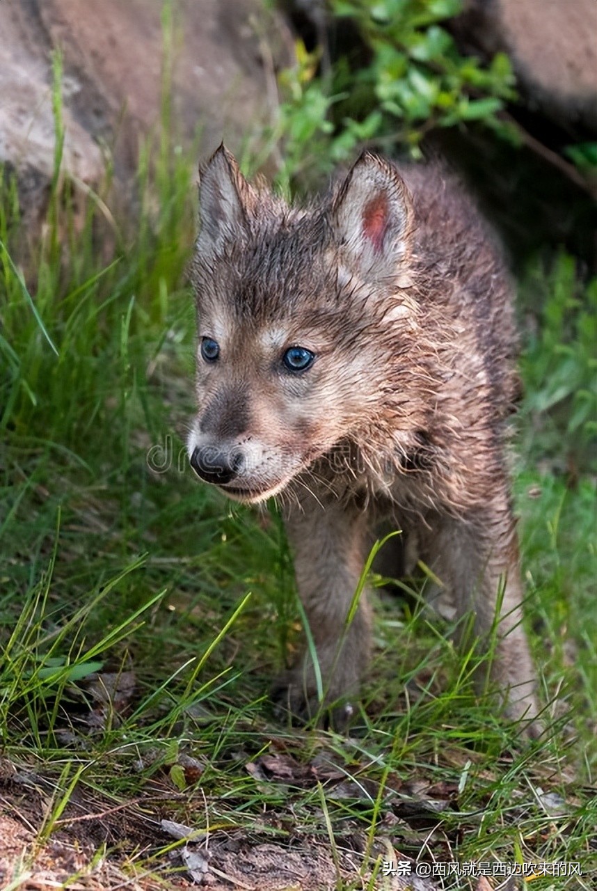连载西风低吟#狼铠甲之谜，“白幽灵”大败“白罗刹”（二）