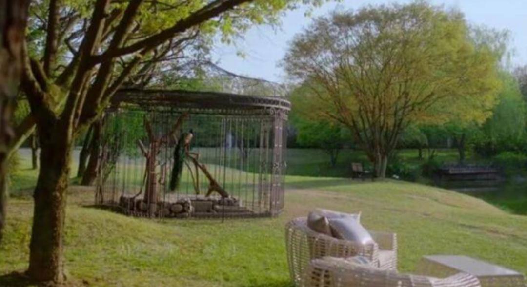 万柳少爷看法,万柳少爷即兴评述