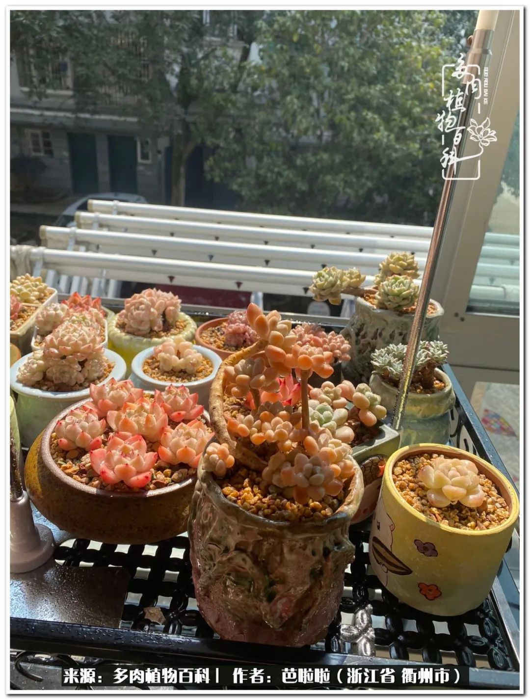 超级能治愈心情的多肉,治愈心灵的彩色植物