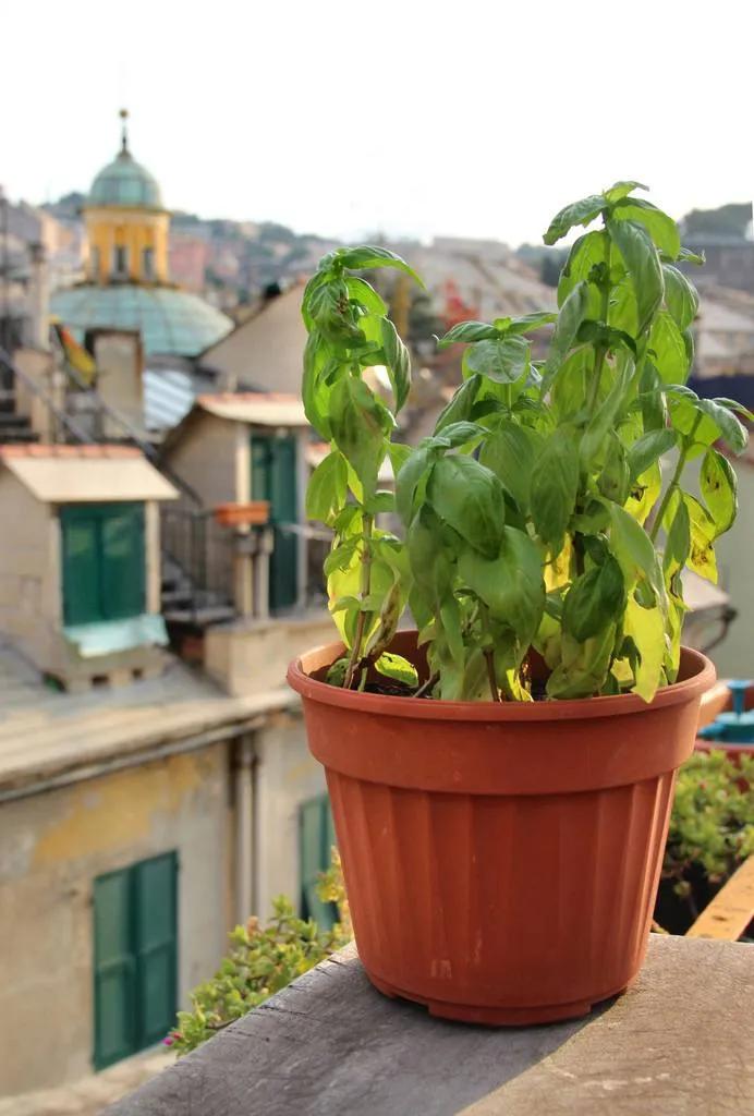 意大利菜为什么不如法国菜出名,意大利男足能否出现在2026世界杯