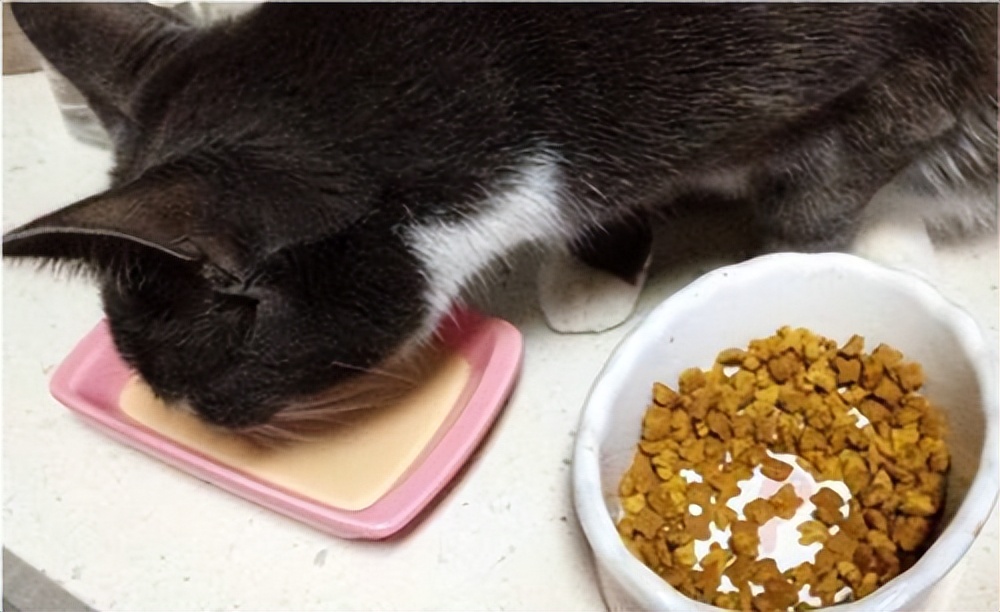 猫咪尿量少还频繁吃什么药,猫咪尿量少还吐怎么办