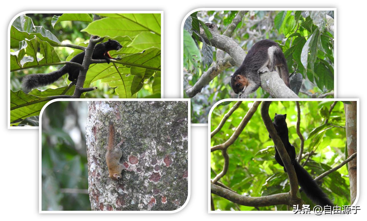 马来西亚沙巴热带雨林,沙巴亚庇雨林