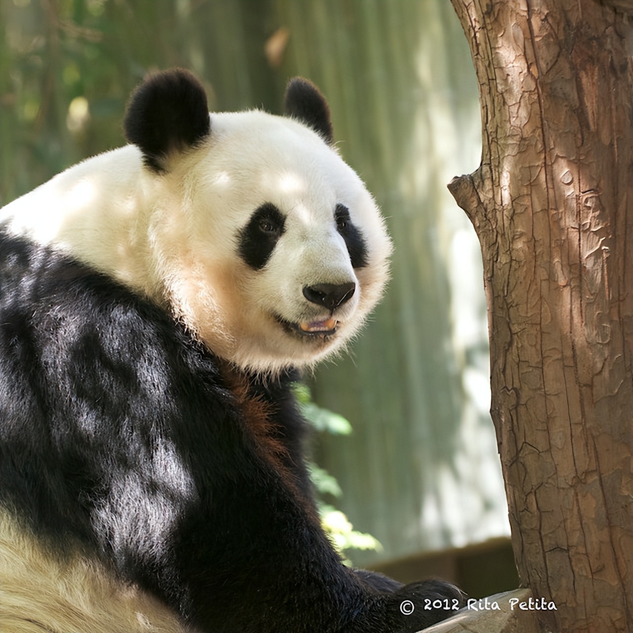 不高的高高和他不白的老婆白云——91年出生的童颜女神大熊猫白云