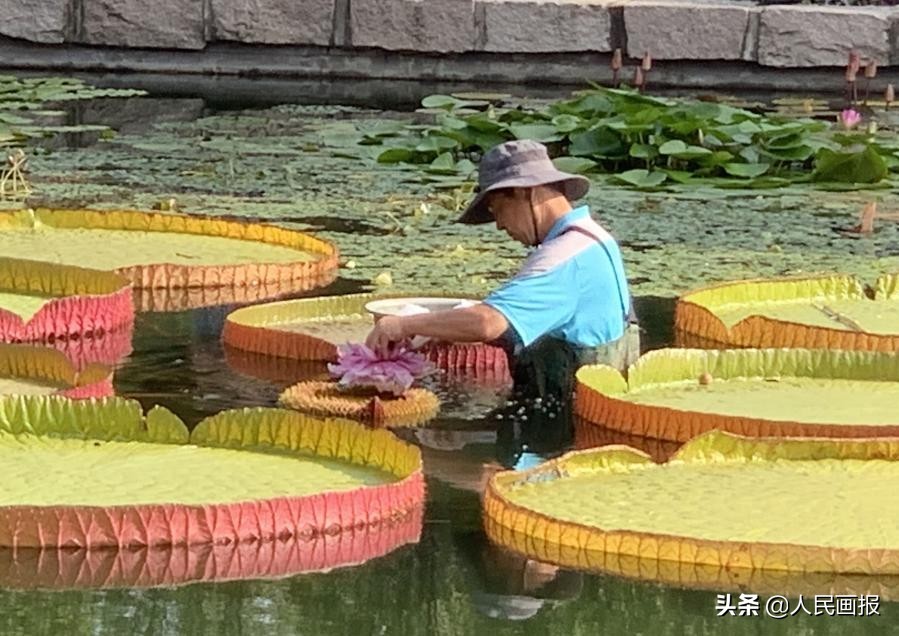 西双版纳中科院热带植物园王莲,在国家植物园畅游自然和古韵