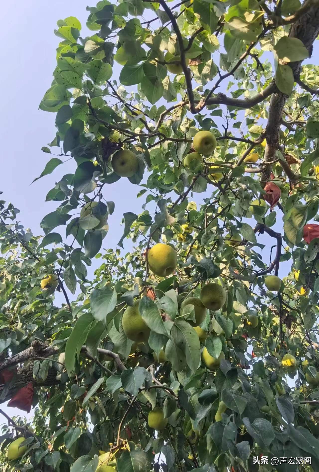 赵县大学生回乡创业种植梨树，开发出“寿星梨”成了抢手货