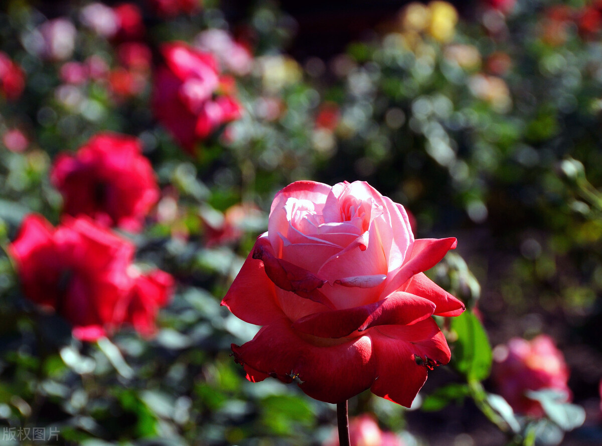 心里是你眼里是你梦里是你句子,心里是你梦里是你手势舞