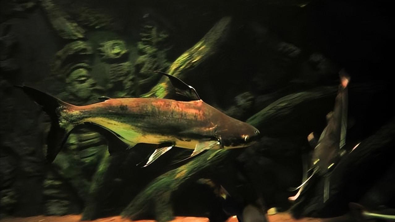 小型淡水观赏鲨鱼饲养方法,淡水鲨鱼有人工养殖的吗