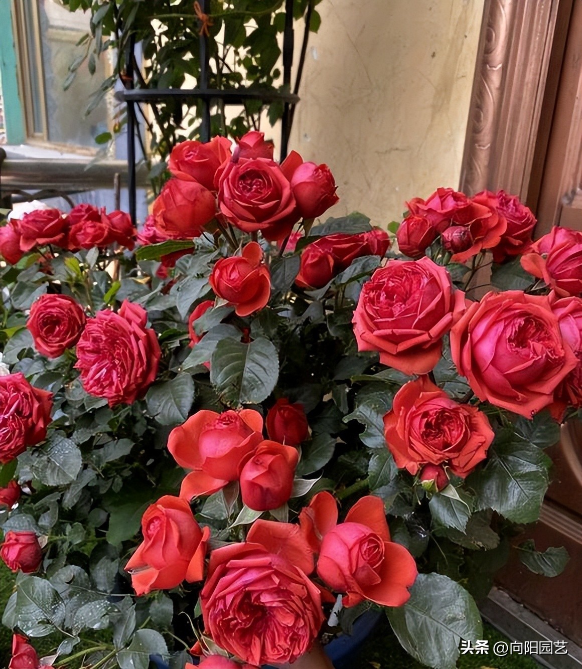 家里养的花开花就掉了,买的花回来养掉叶子