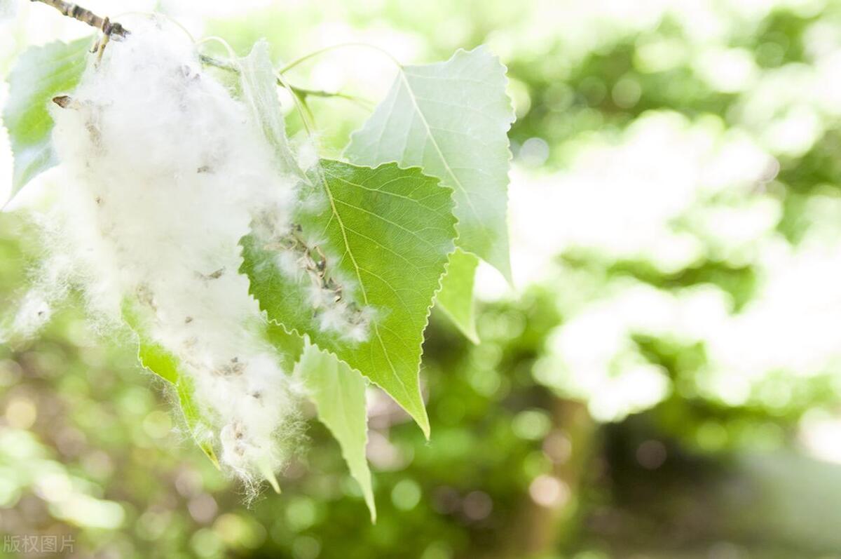 五树进宅人穷家败有什么说法,五树进宅人穷家败的寓意