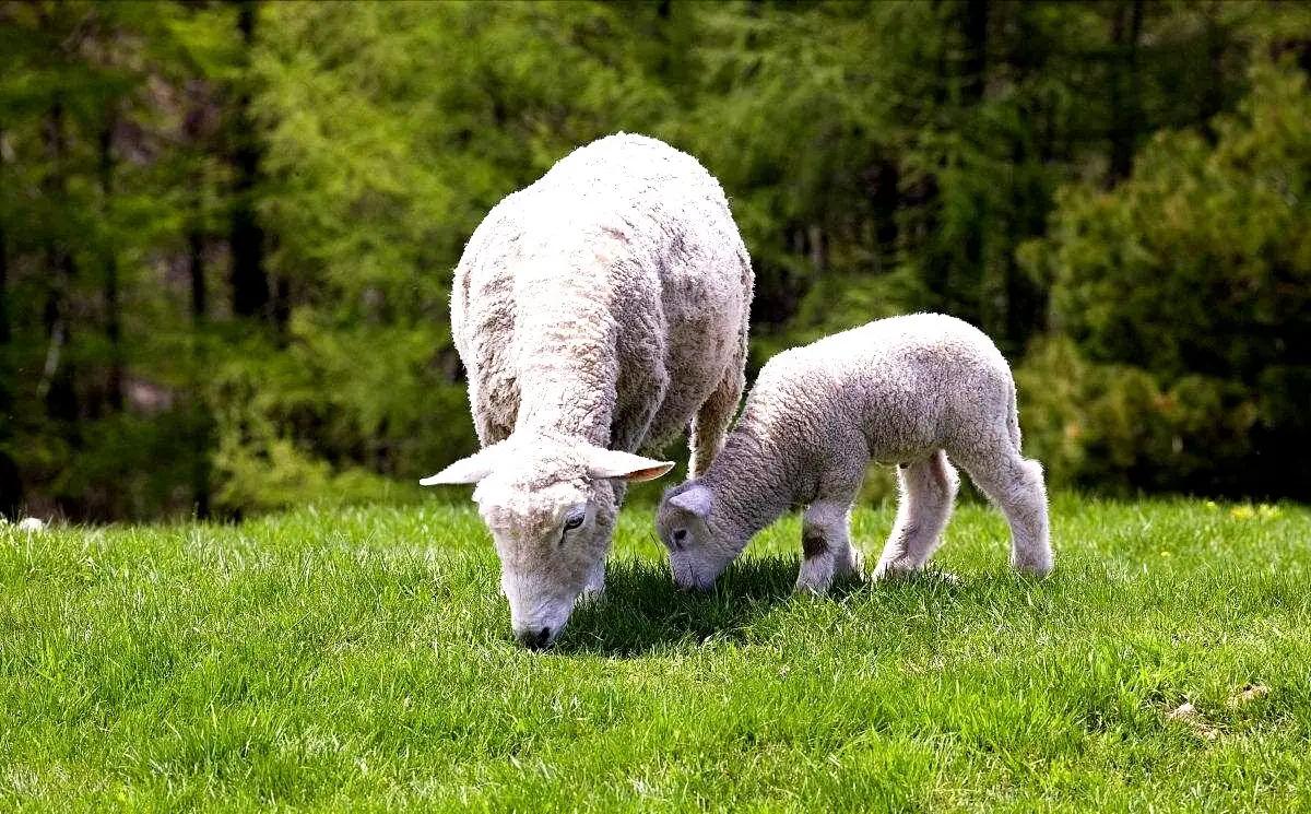 羊可以吃桉树叶吗,梧桐树叶能喂羊吗