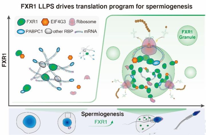 精子形成原理,精子怎么形成的过程动画