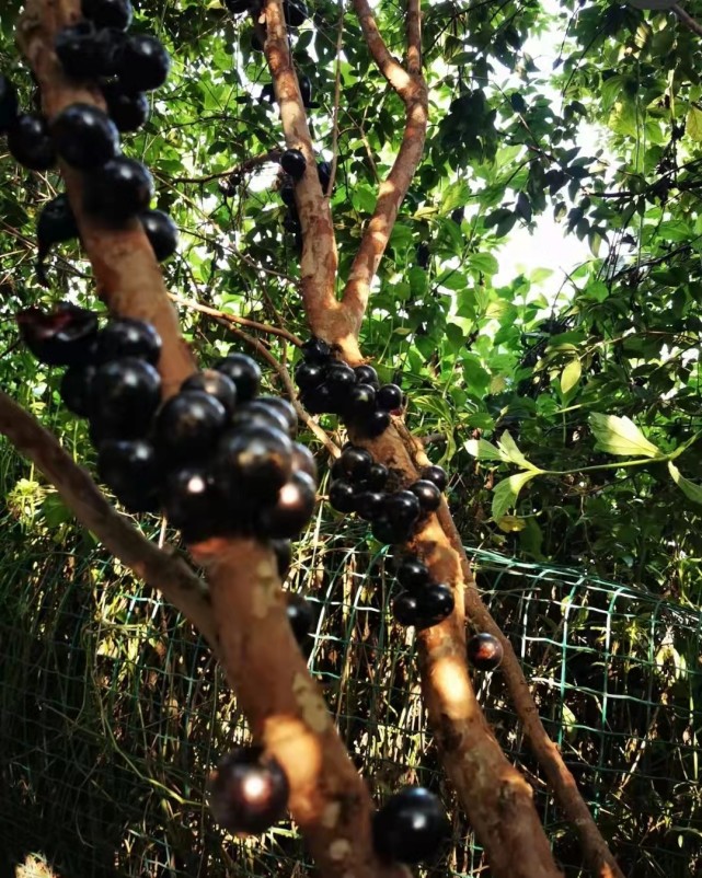 四月生长的水果有哪些,4月开花的水果