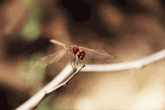 薄翅蜻蜓不足1克重，却能飞行6400公里，打破生命极限值