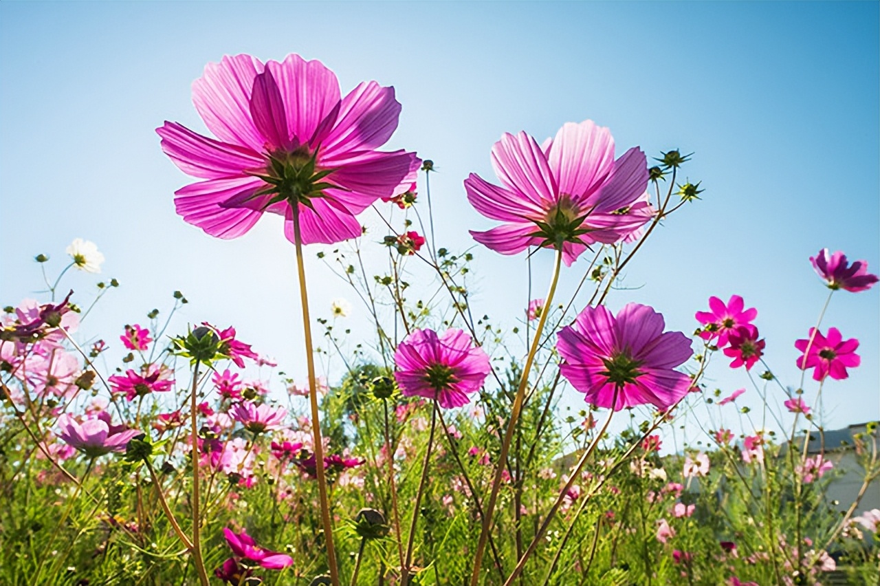 中国各地的市花一览表,中国城市的市花最多的是