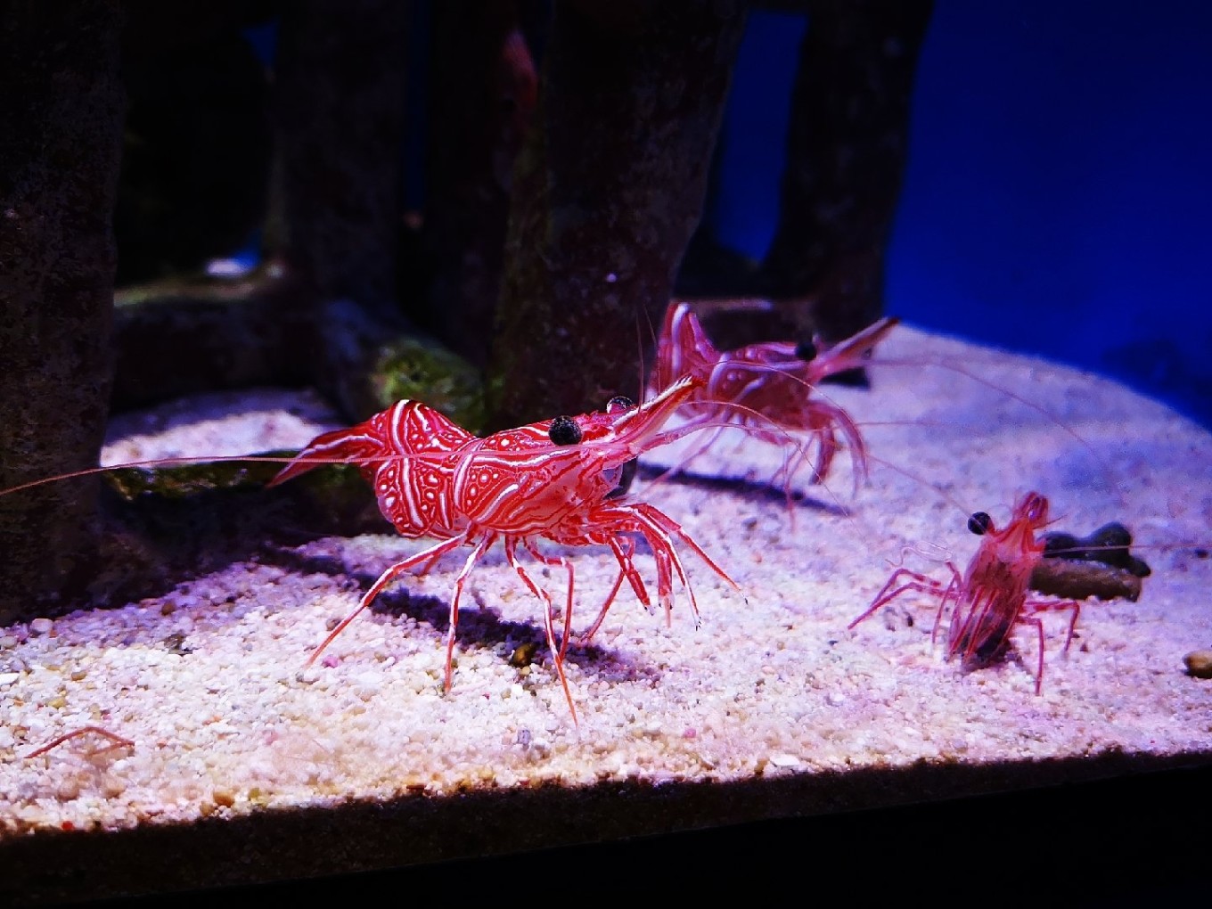 暑期档2019年,2019年暑期档